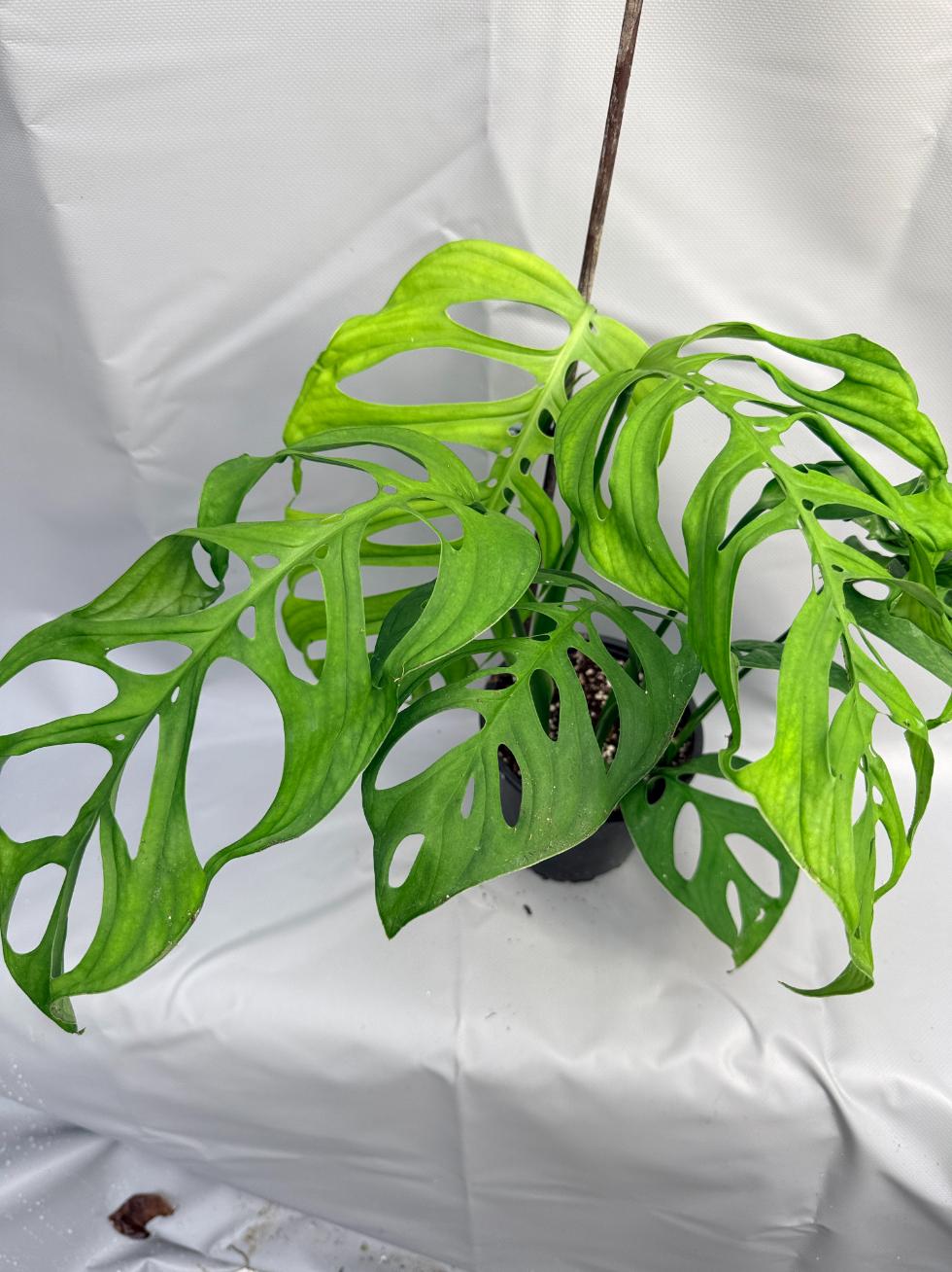 Monstera Epipremnoides Esqueleto LARGE 6