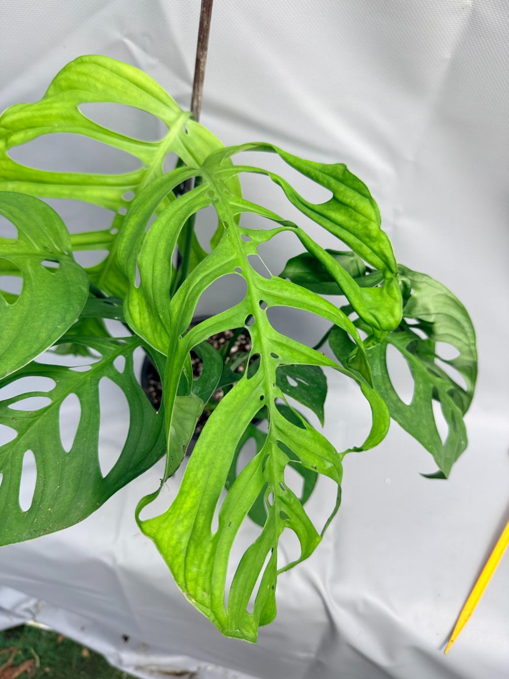 Monstera Epipremnoides Esqueleto LARGE 7