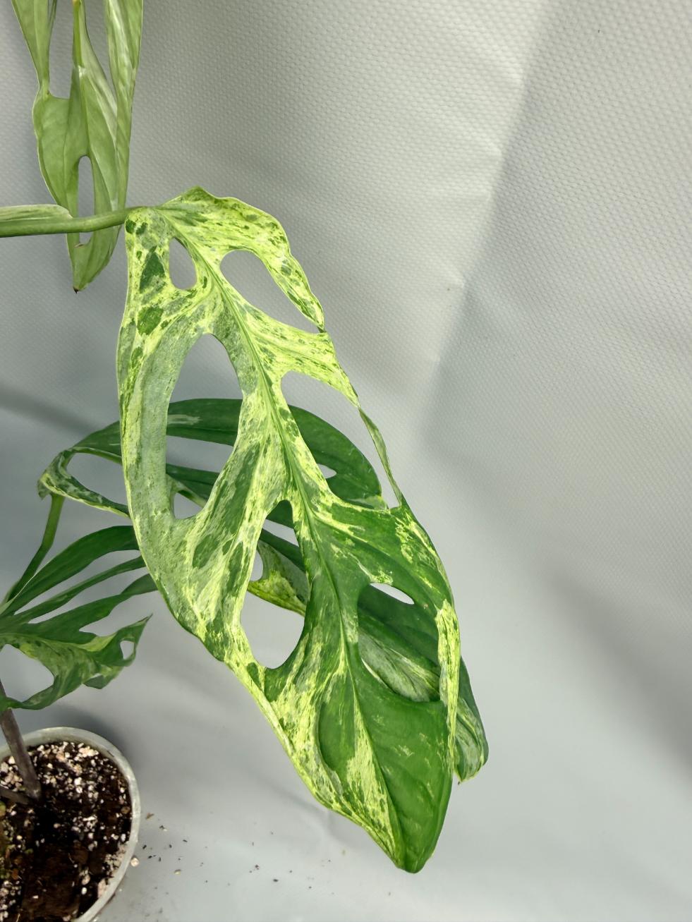 Monstera Indonesian Marble Variegata 3