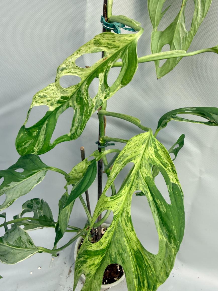 Monstera Indonesian Marble Variegata 4