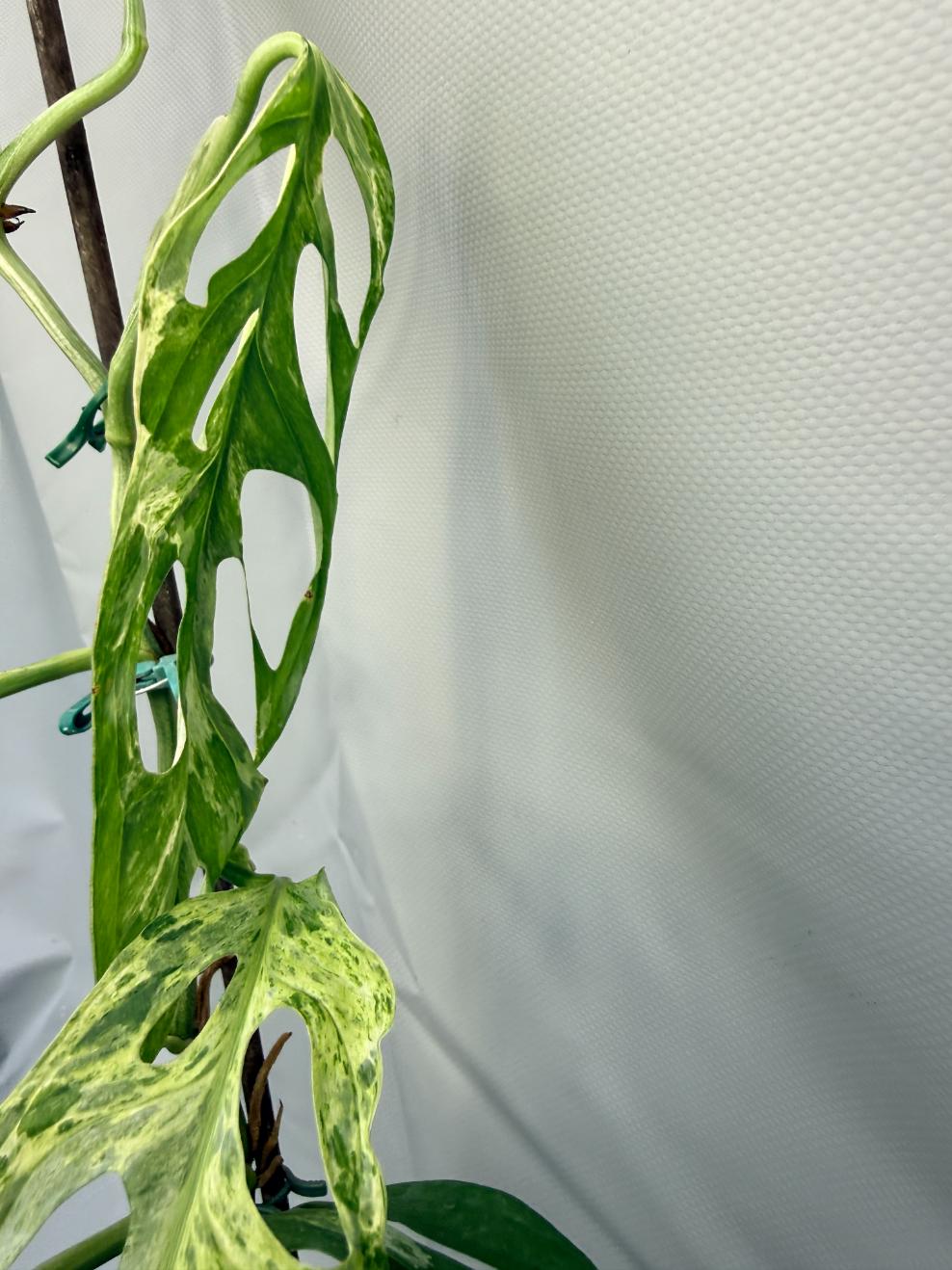 Monstera Indonesian Marble Variegata 5