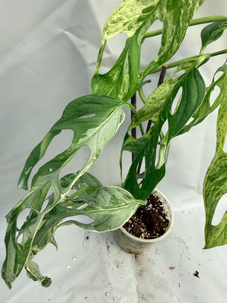 Monstera Indonesian Marble Variegata 6
