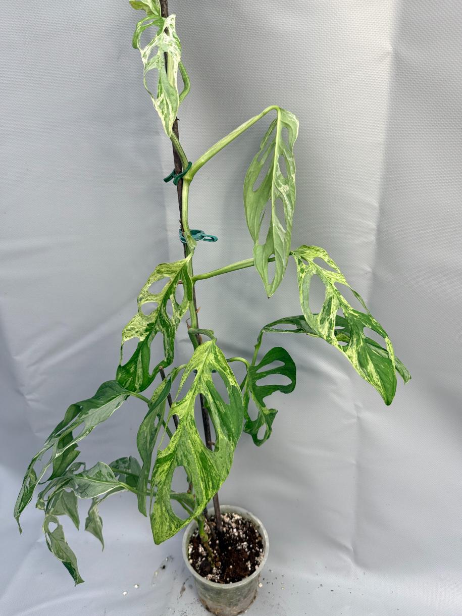 Monstera Indonesian Marble Variegata 7