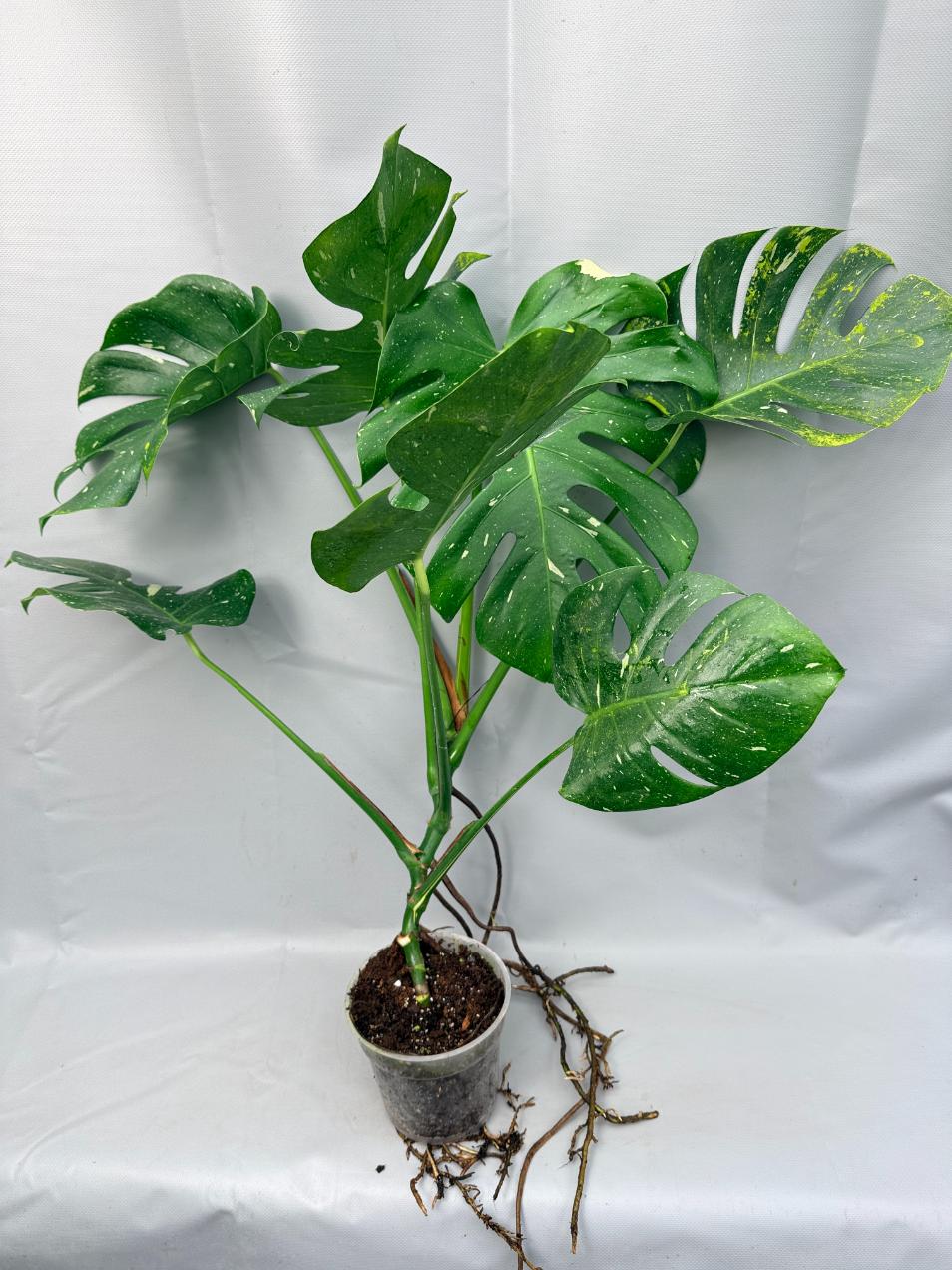 Monstera Thai Constellation XL 2
