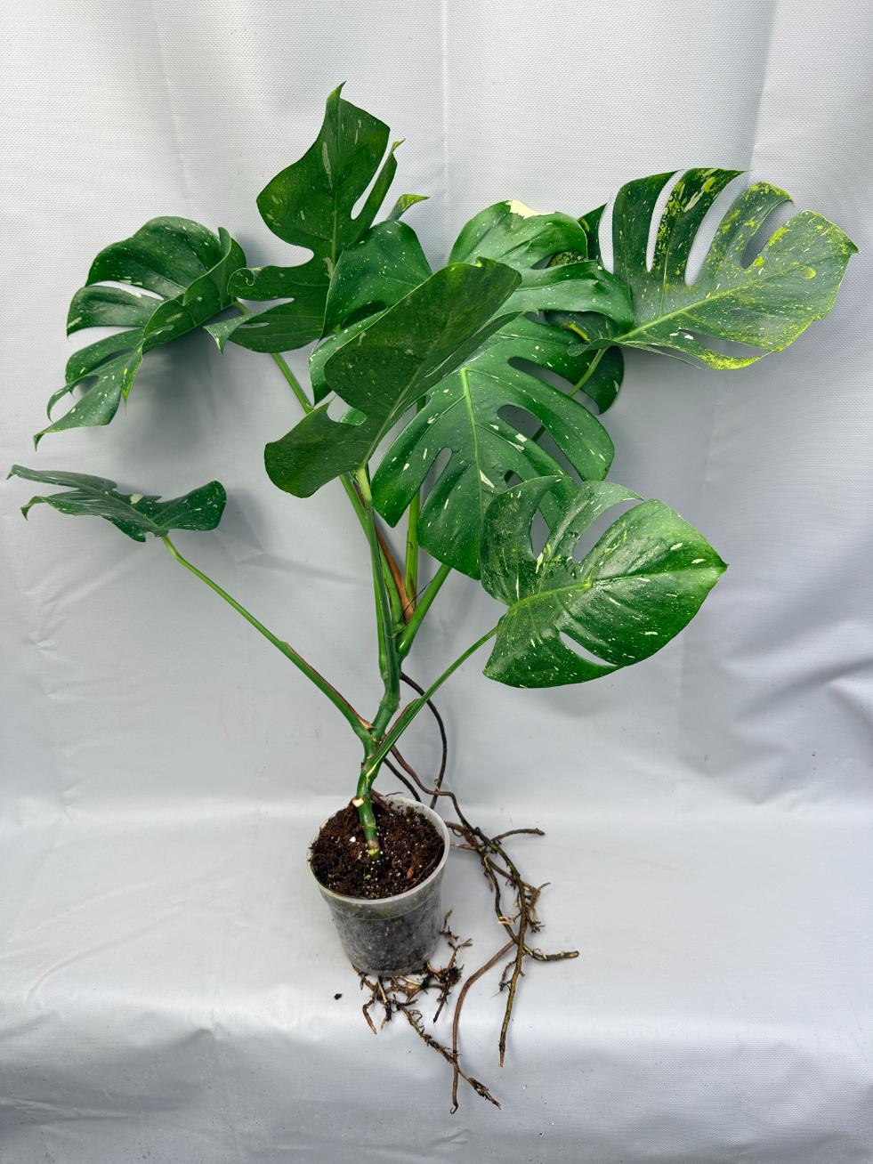 Monstera Thai Constellation XL 6