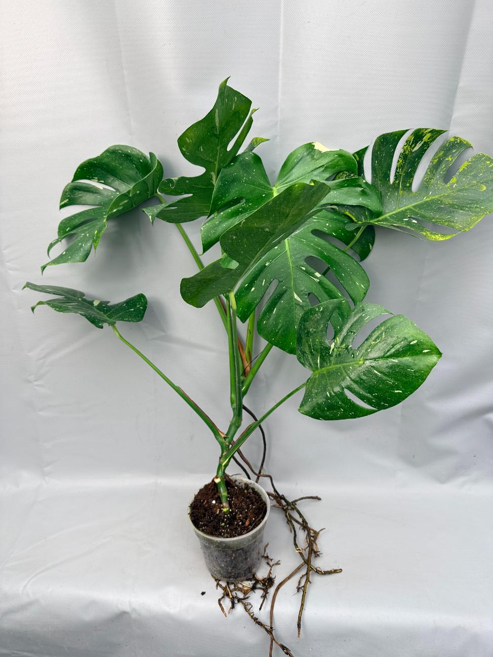 Monstera Thai Constellation XL  7