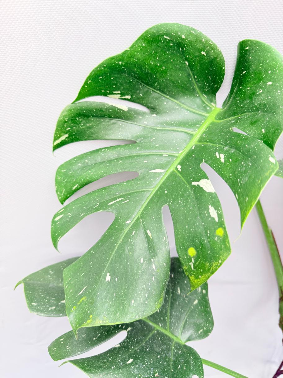 Monstera Thai Constellation XL 3