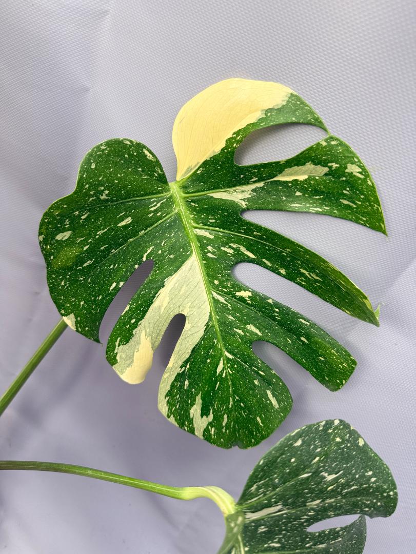 Monstera Thai Constellation XL 04