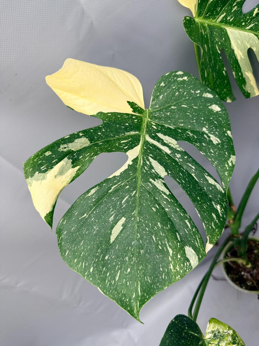 Monstera Thai Constellation XL 05