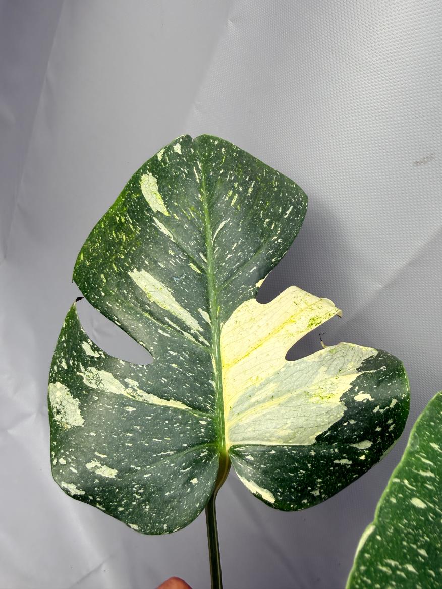 Monstera Thai Constellation XL 06