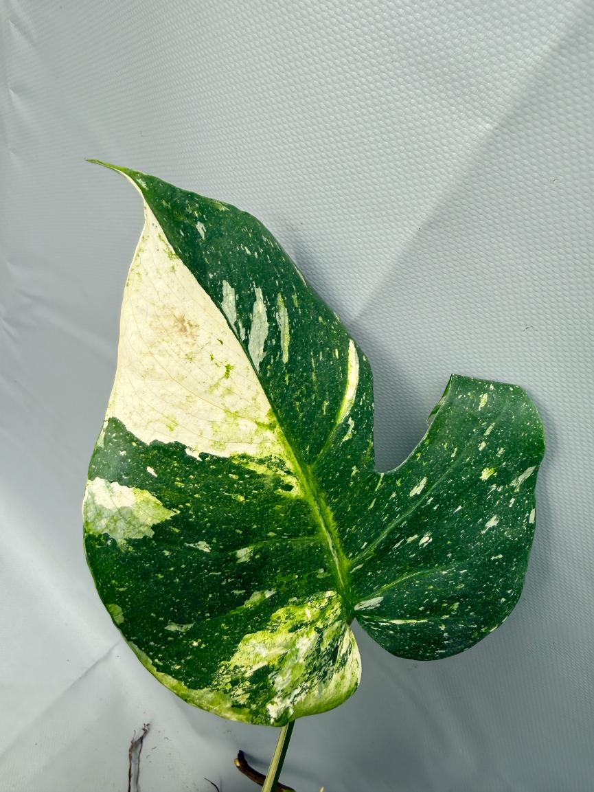 Monstera Thai Constellation XL 07