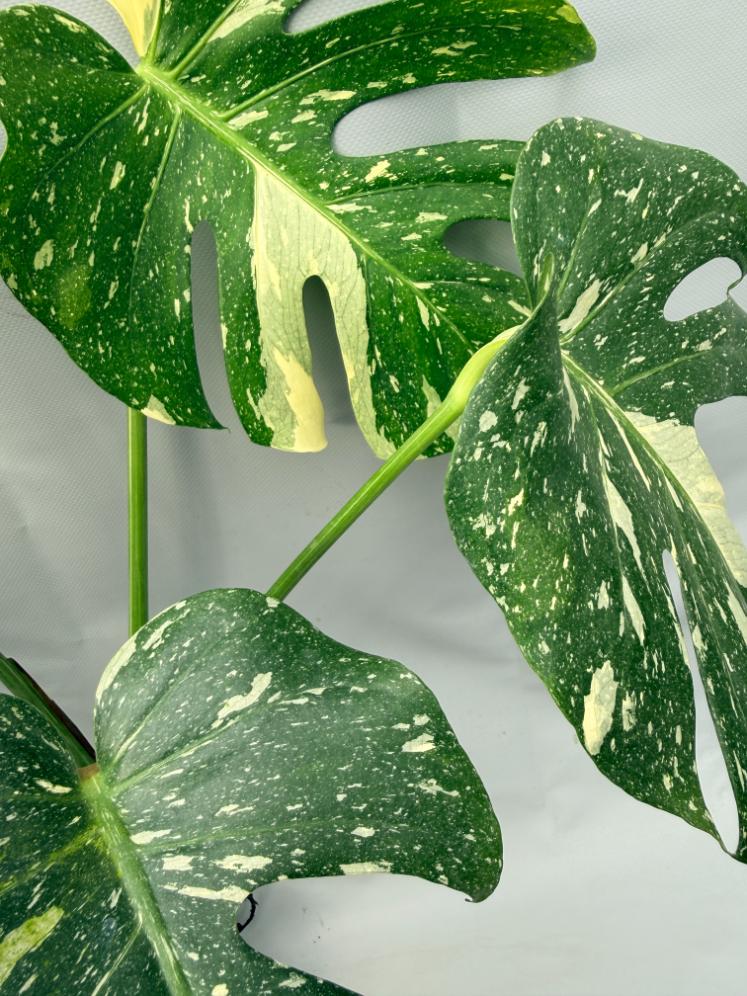 Monstera Thai Constellation XL 08