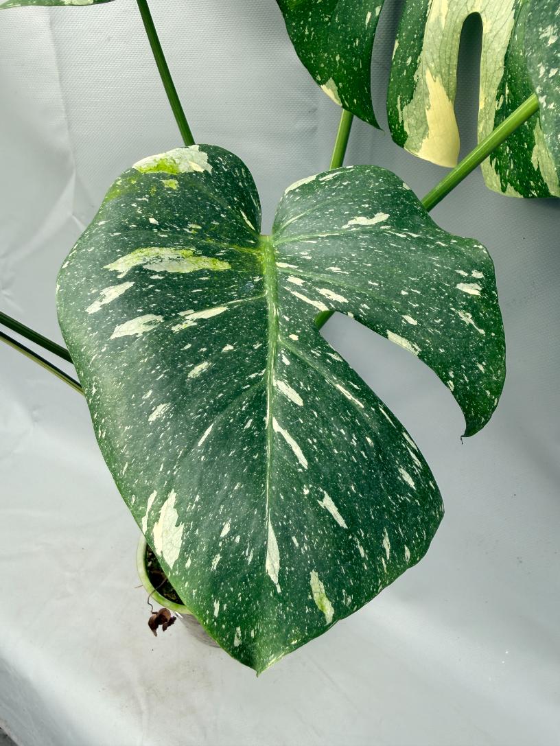 Monstera Thai Constellation XL 03