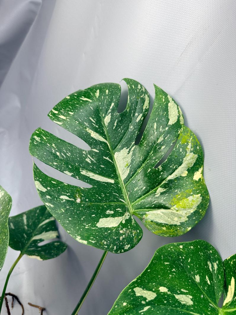 Monstera Thai Constellation XL 05