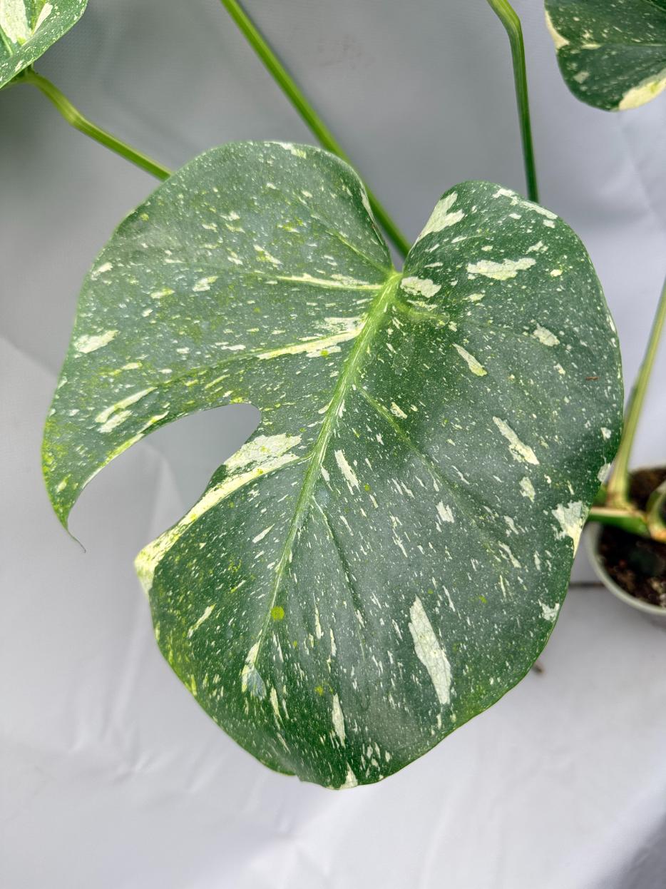 Monstera Thai Constellation XL 06