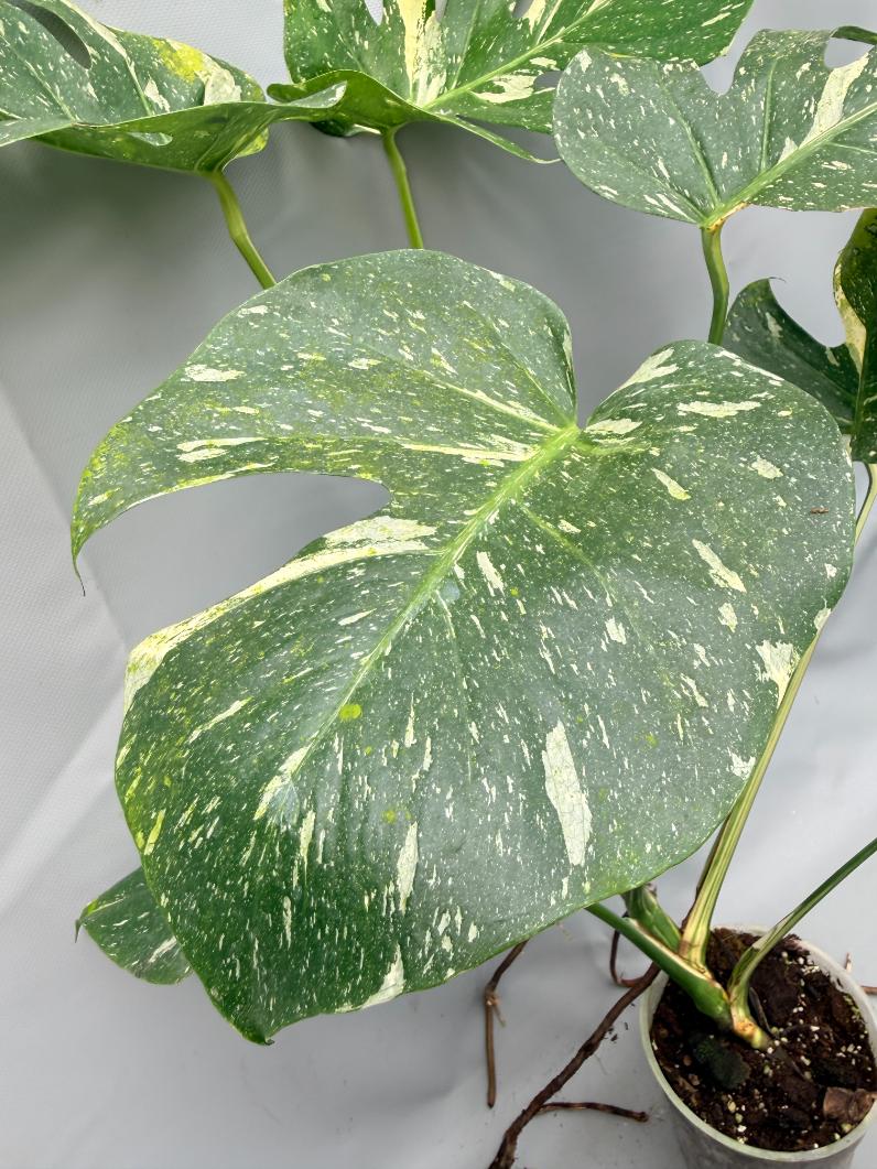Monstera Thai Constellation XL 09