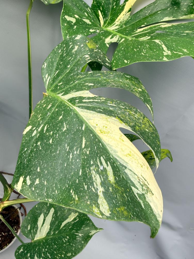 monstera constelación Monstera Thai Constellation XL