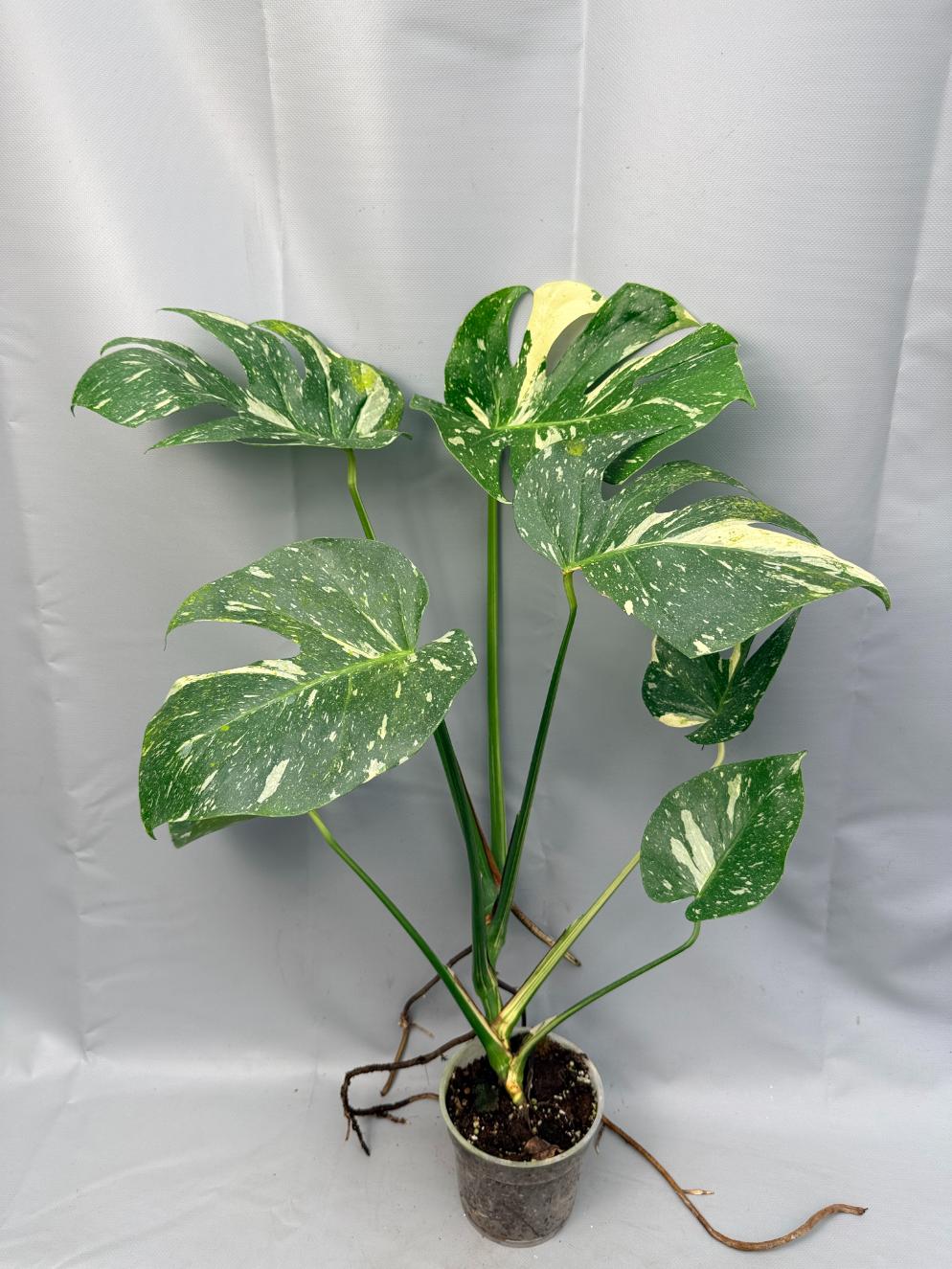 Monstera Thai Constellation XL 01
