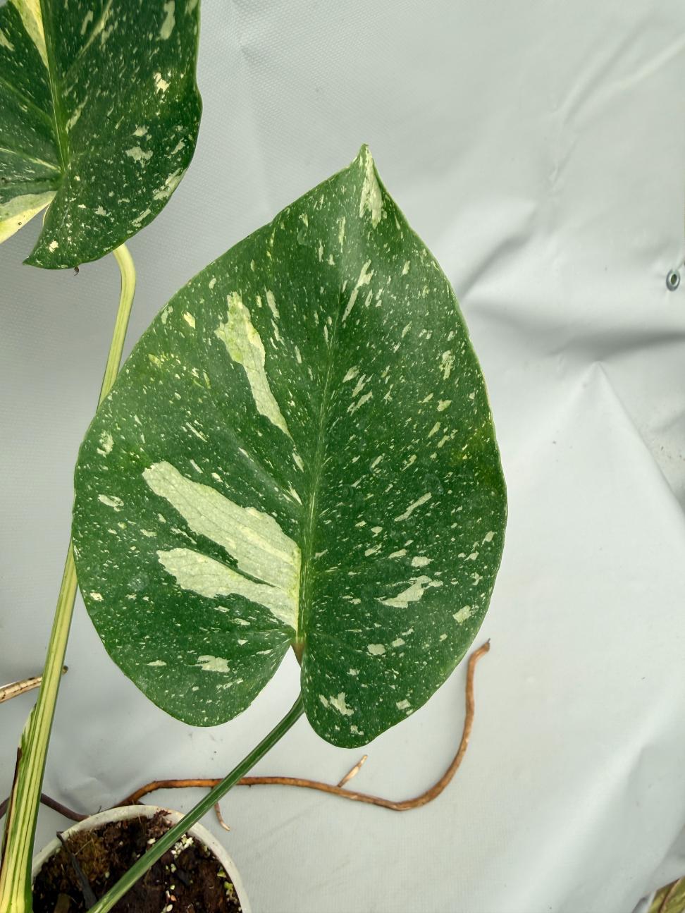 Monstera Thai Constellation XL 02