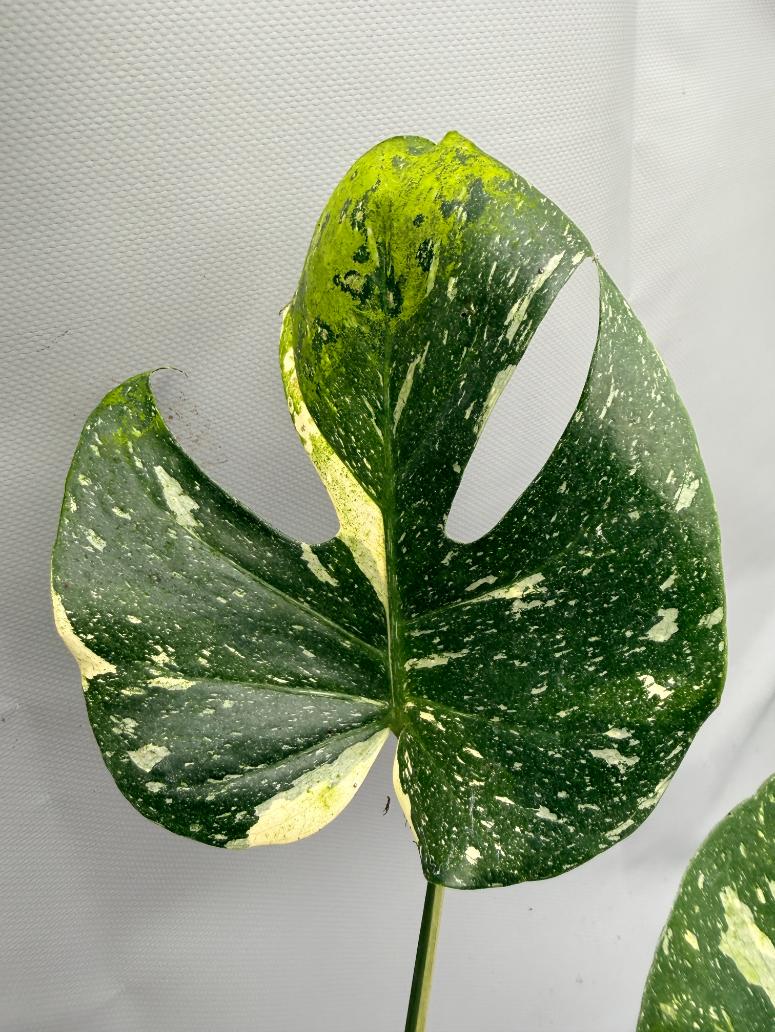 Monstera Thai Constellation XL 03