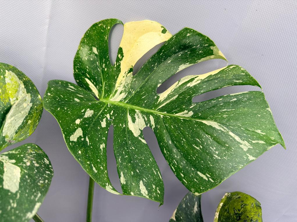Monstera Thai Constellation XL 04