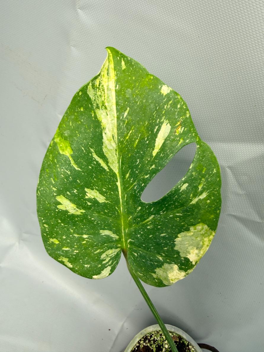 Monstera Thai Constellation XL 04