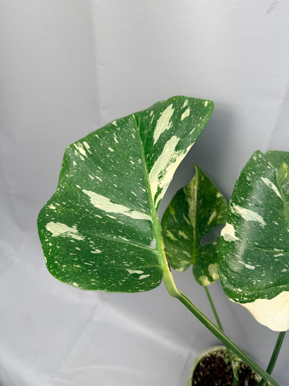 Monstera Thai Constellation XL 05