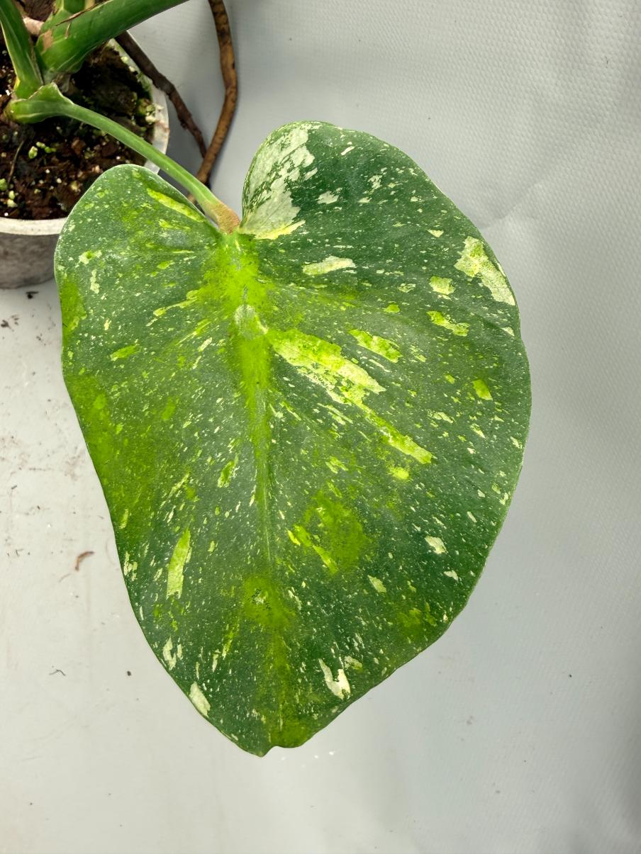 Monstera Thai Constellation XL 08