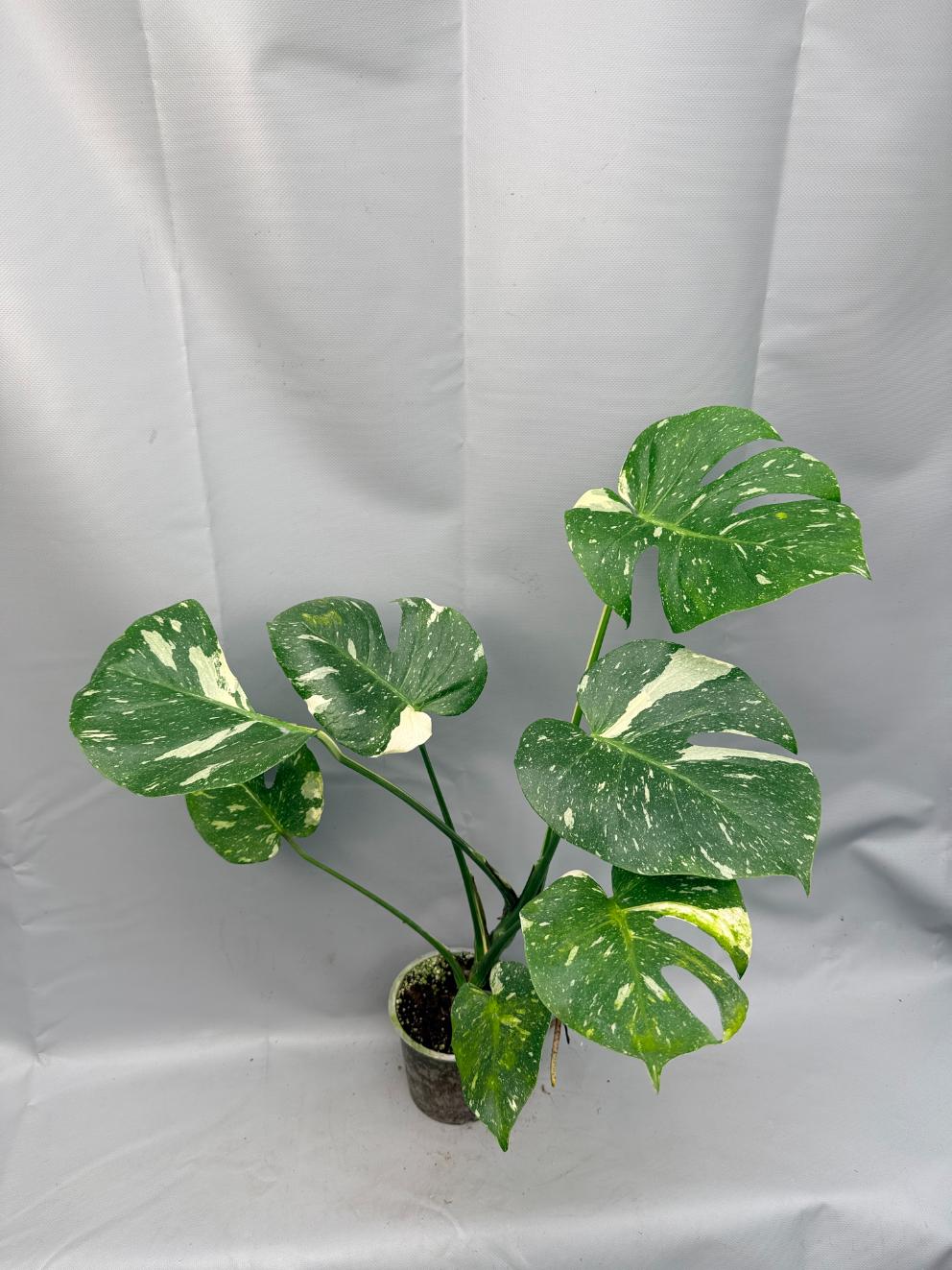 Monstera Thai Constellation XL 01