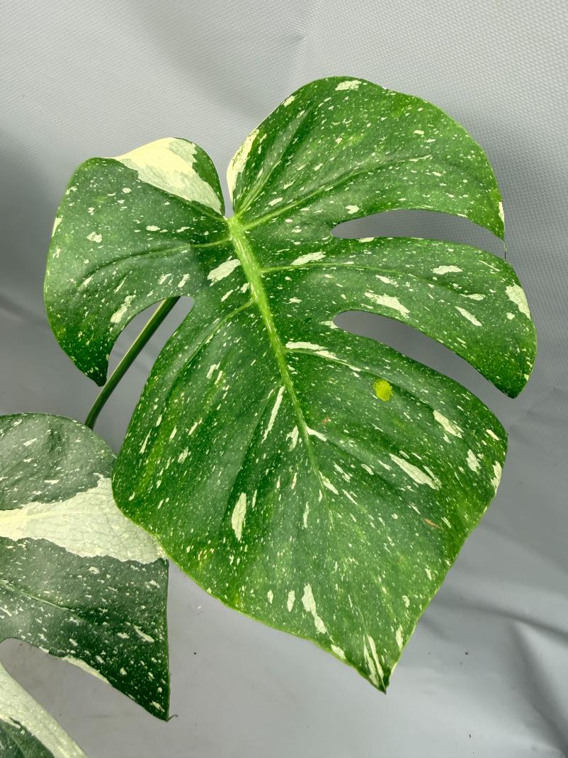 Monstera Thai Constellation XL 02