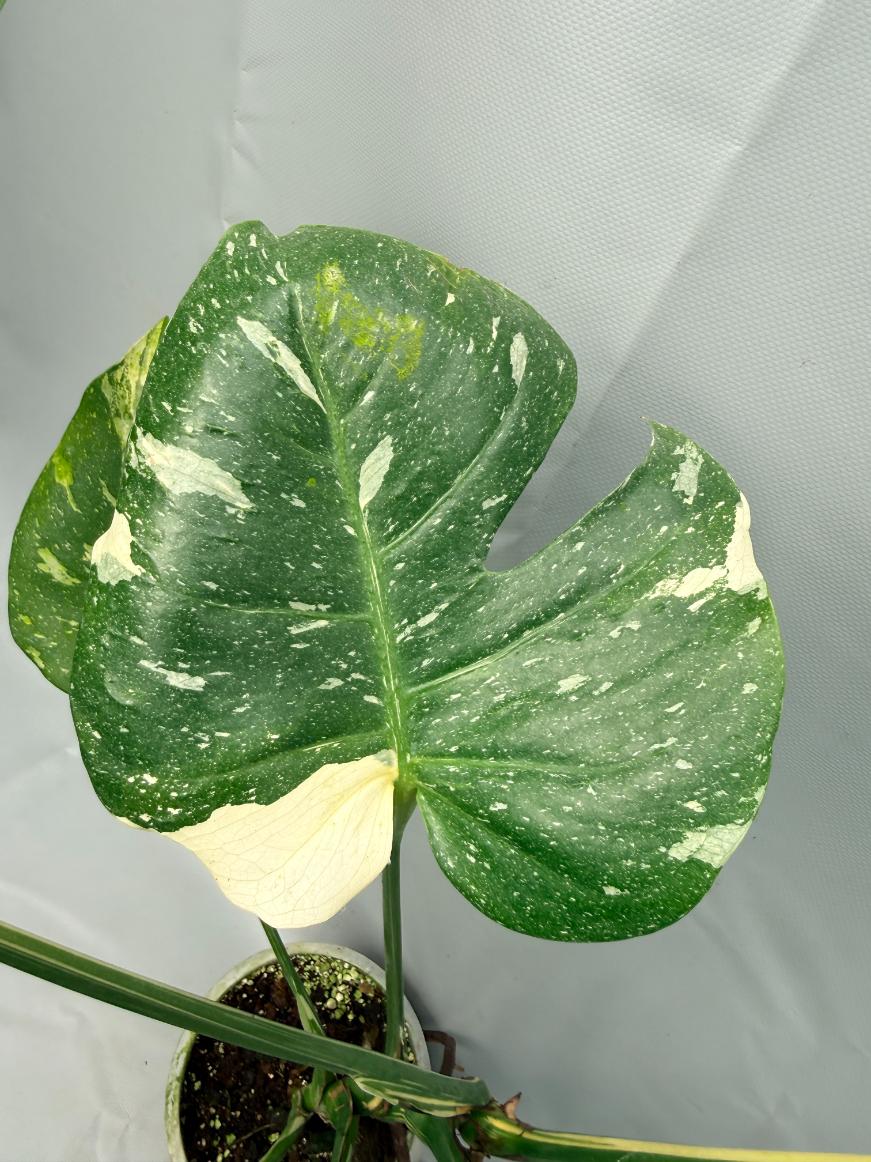Monstera Thai Constellation XL 03