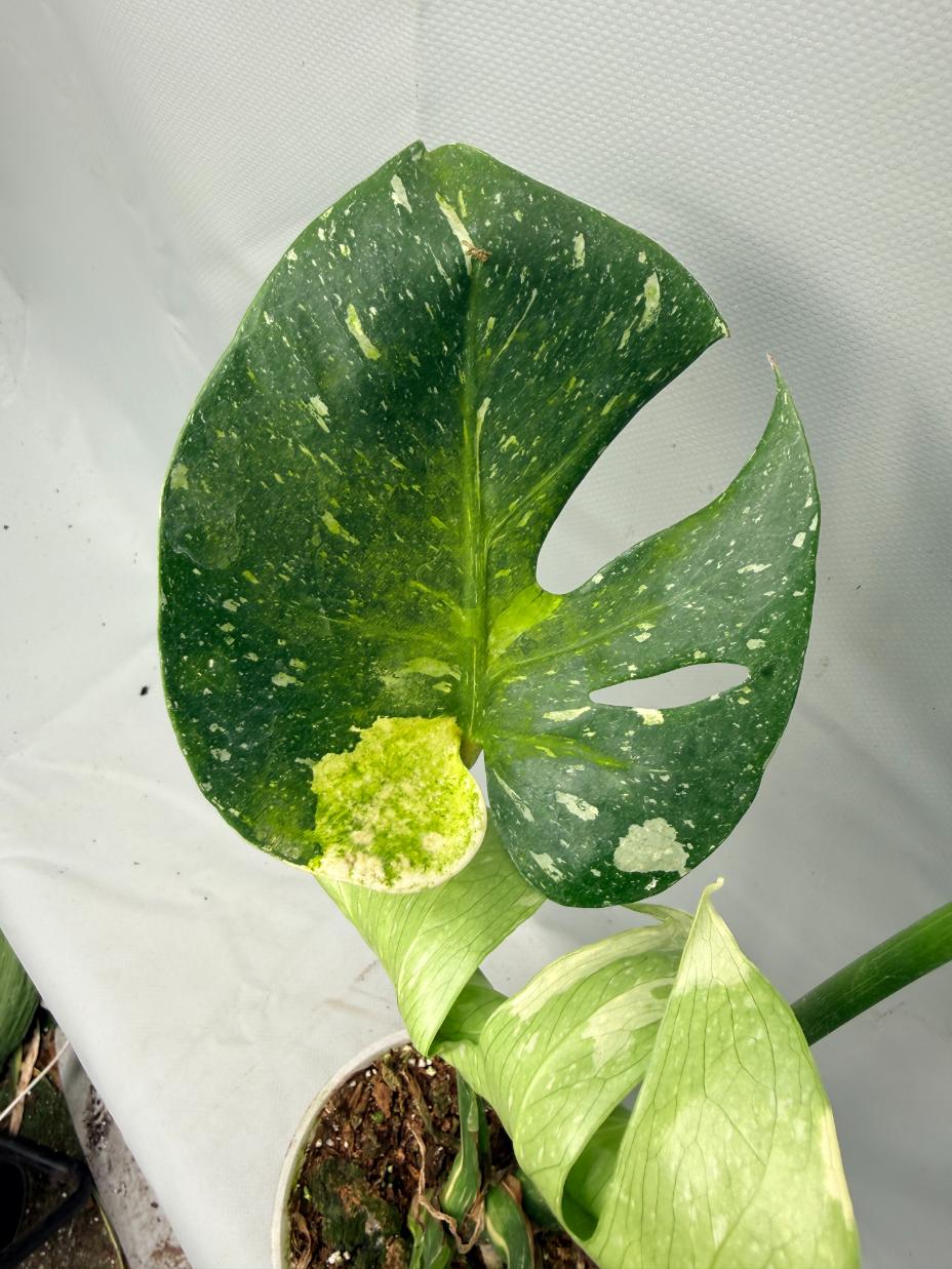 Monstera Thai Constellation XL 04