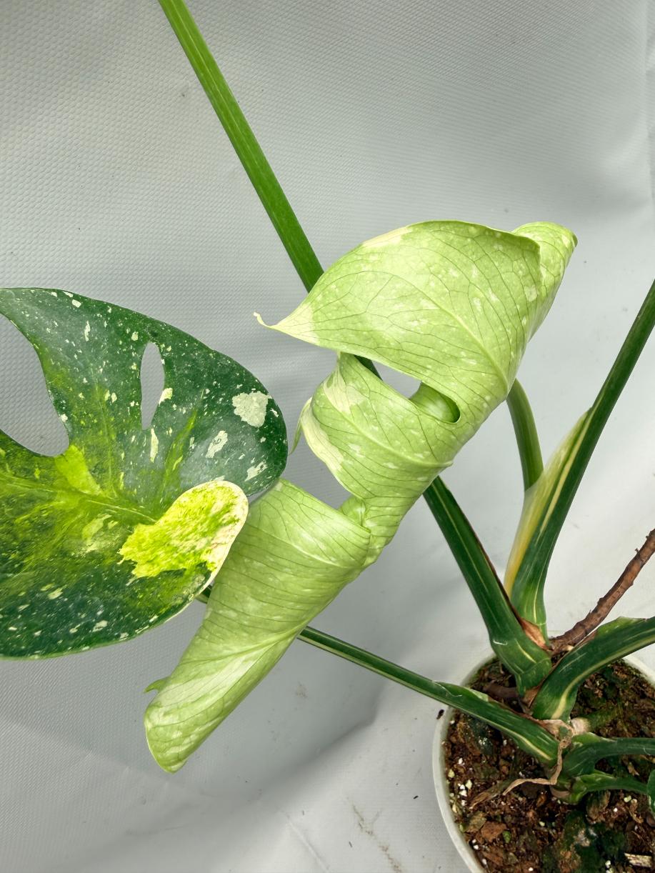 Monstera Thai Constellation XL 05