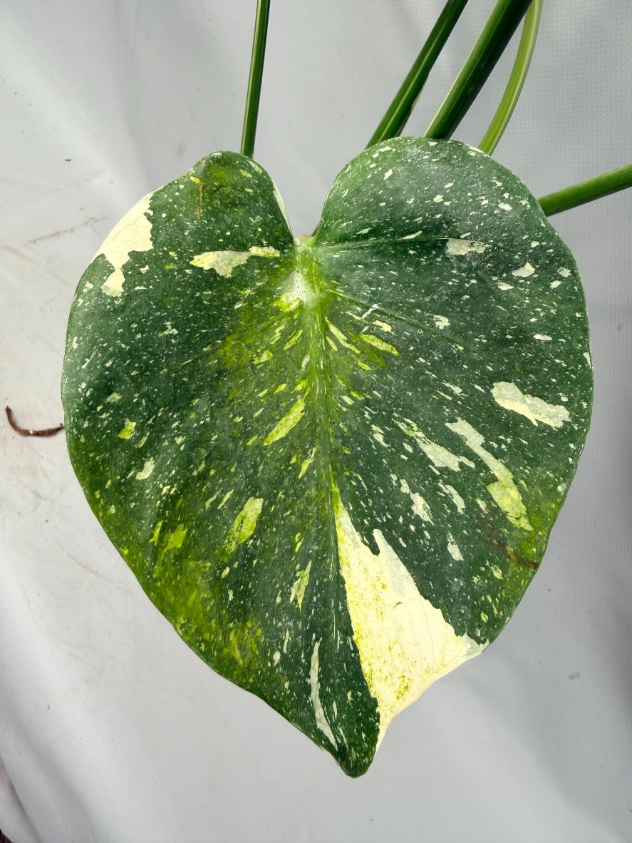 Monstera Thai Constellation XL 06