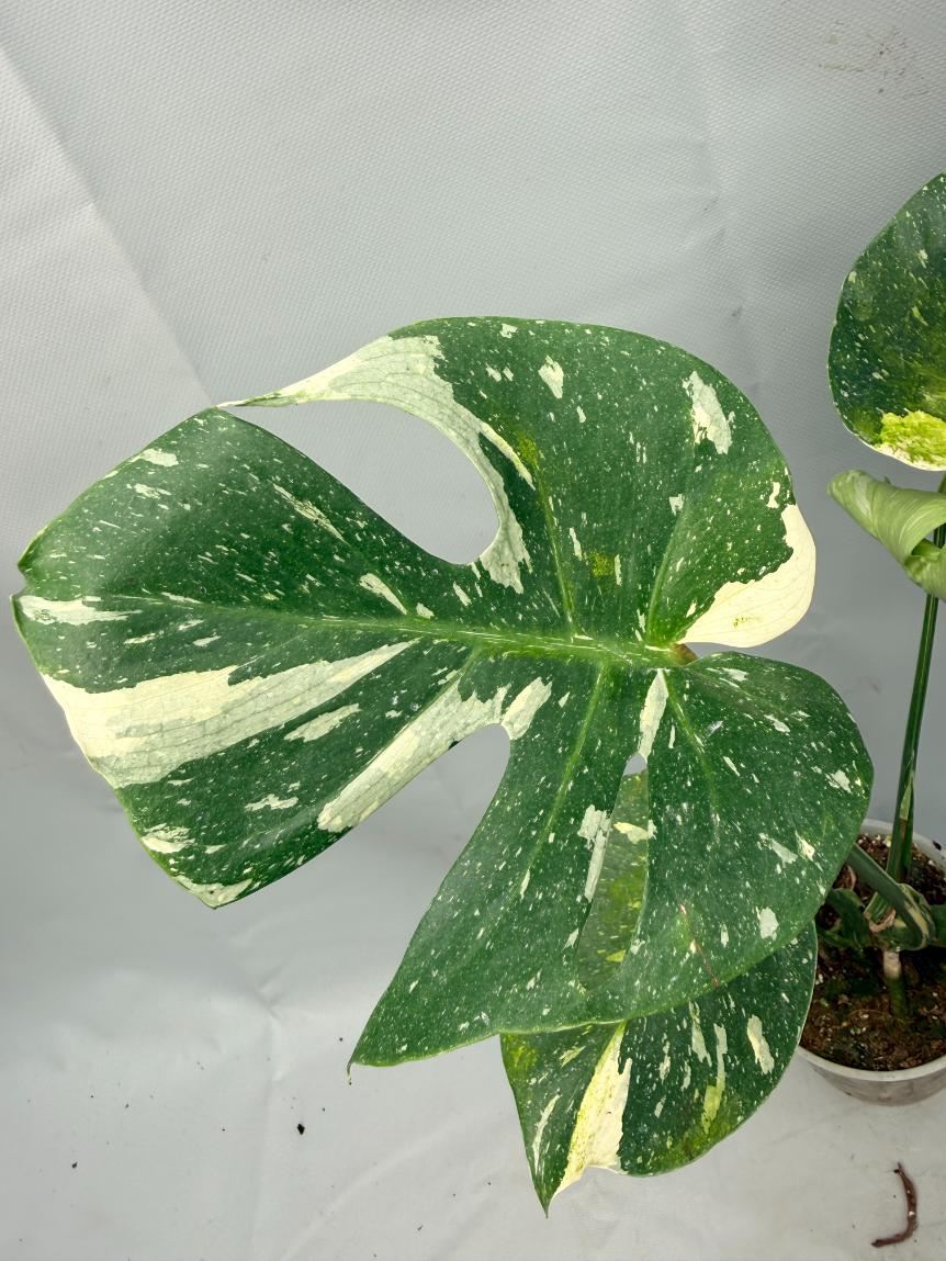 Monstera Thai Constellation XL 07
