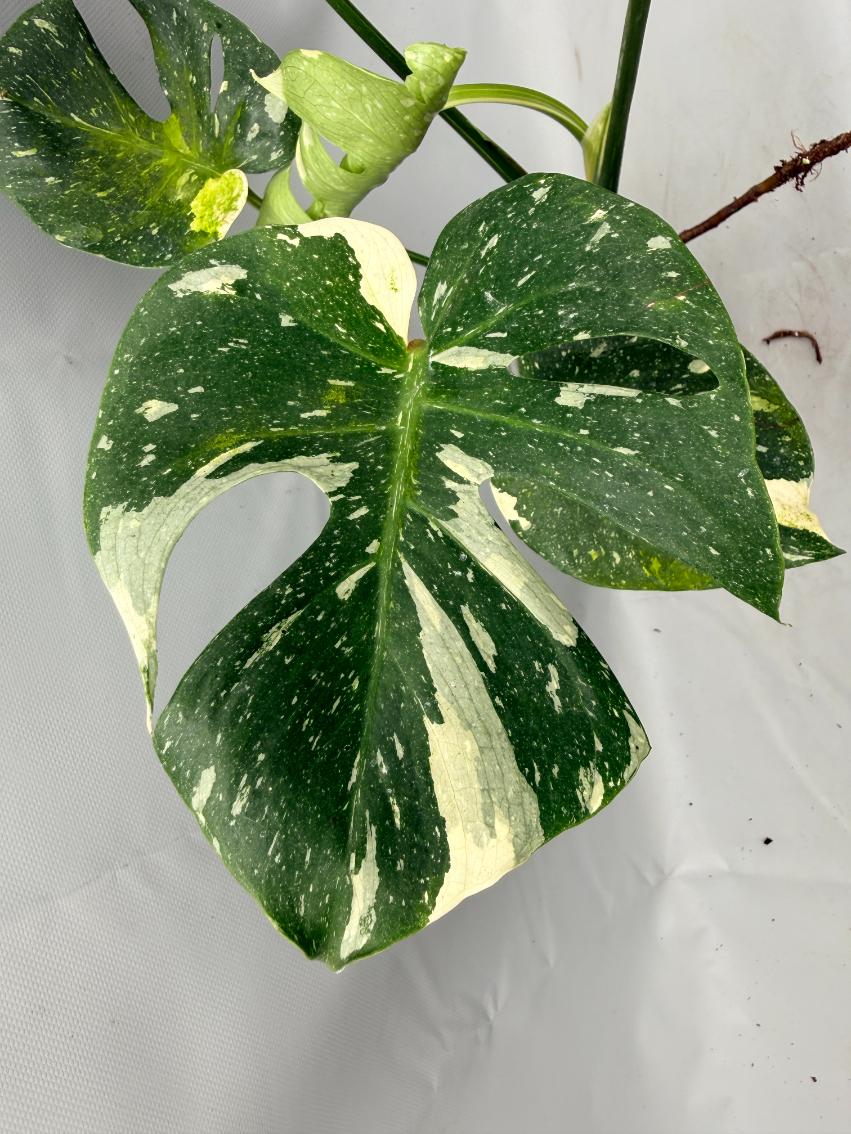 Monstera Thai Constellation XL 08