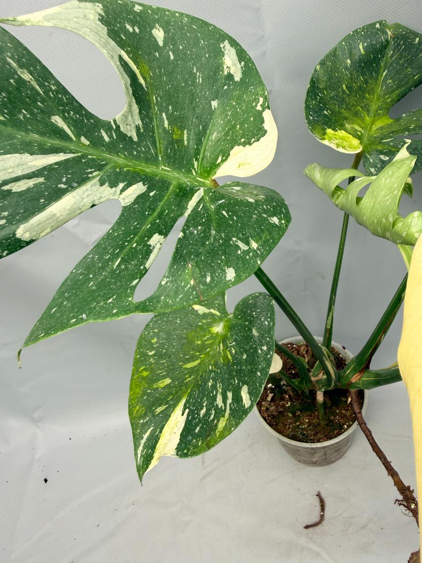 Monstera Thai Constellation XL 09