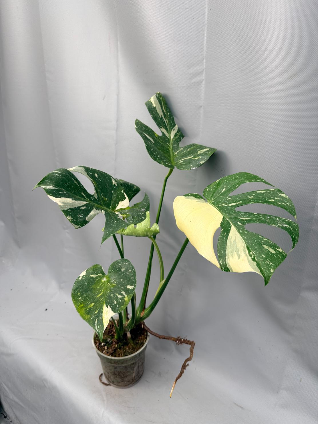 Monstera Thai Constellation XL 01