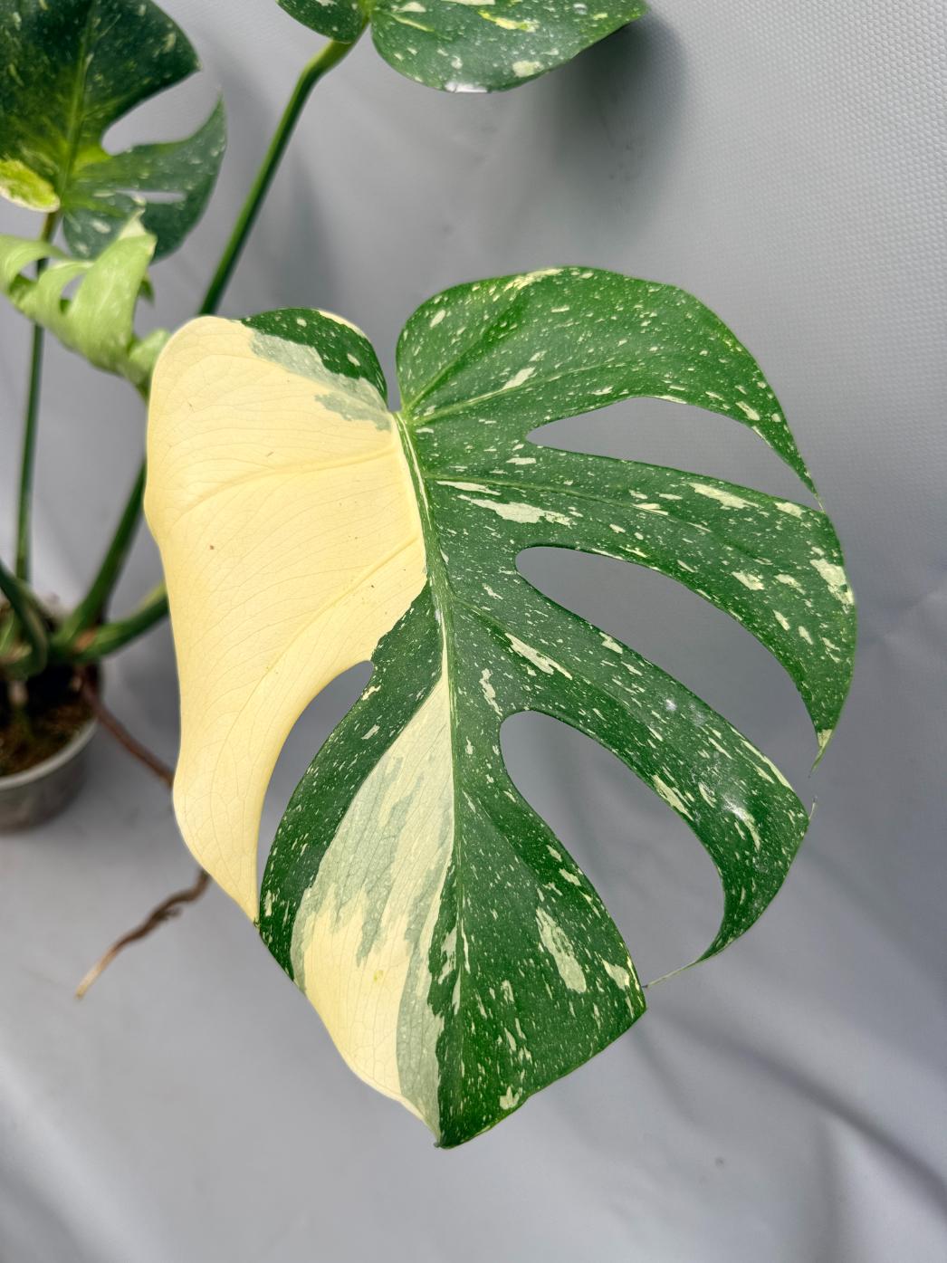 Monstera Thai Constellation XL 02