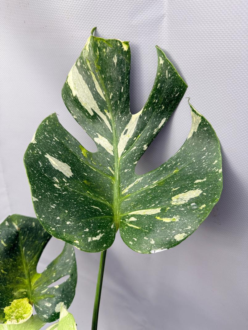 Monstera Thai Constellation XL 03