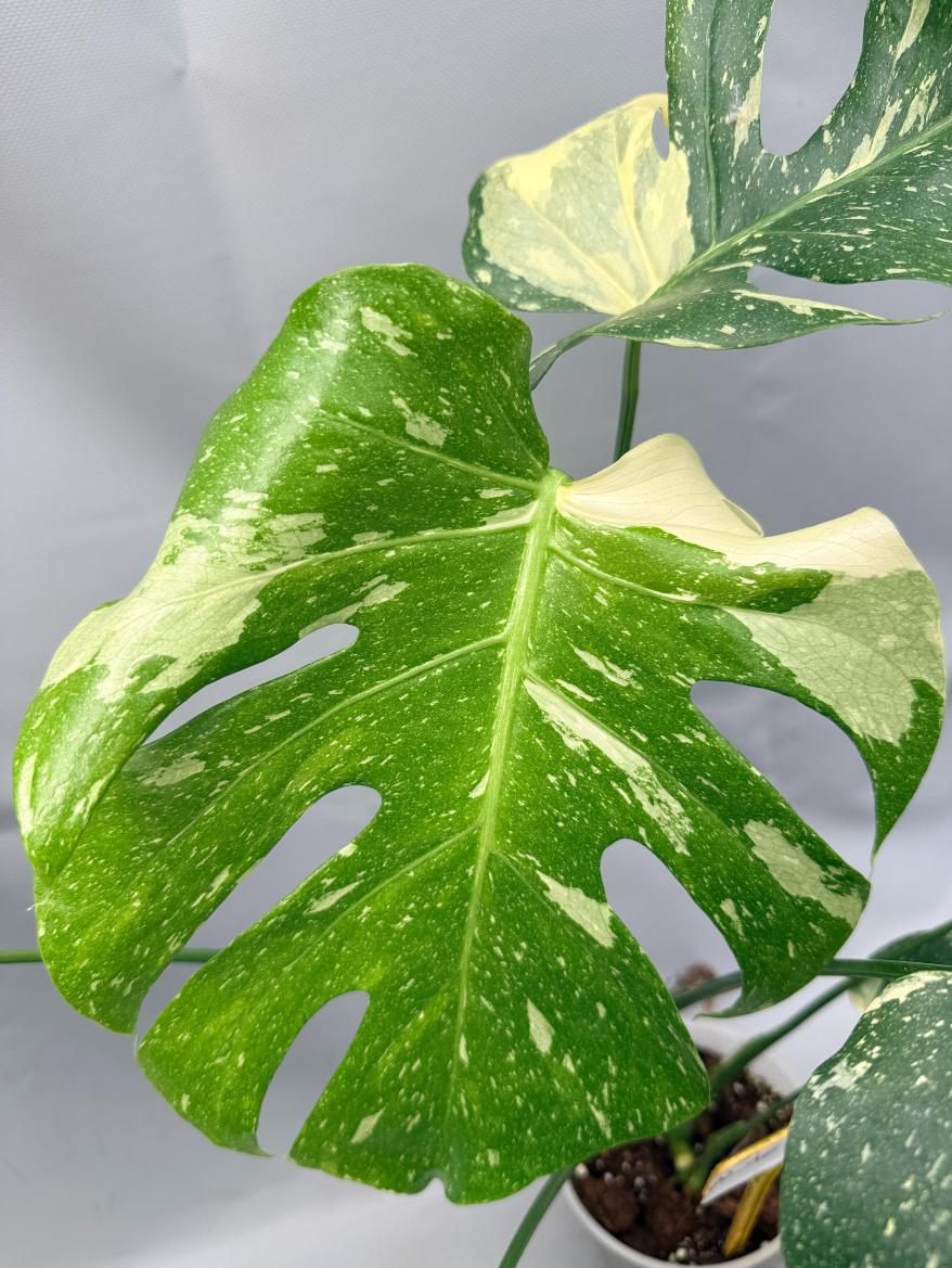 Monstera Thai Constellation XL 03