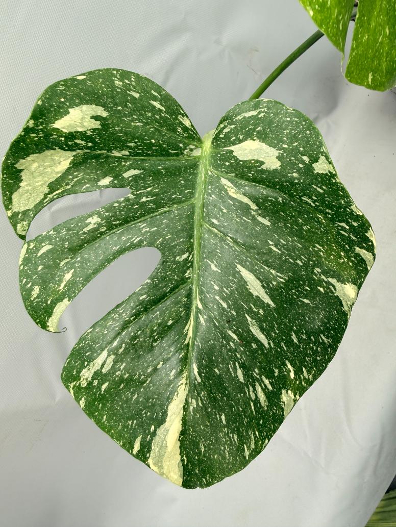 Monstera Thai Constellation XL 02