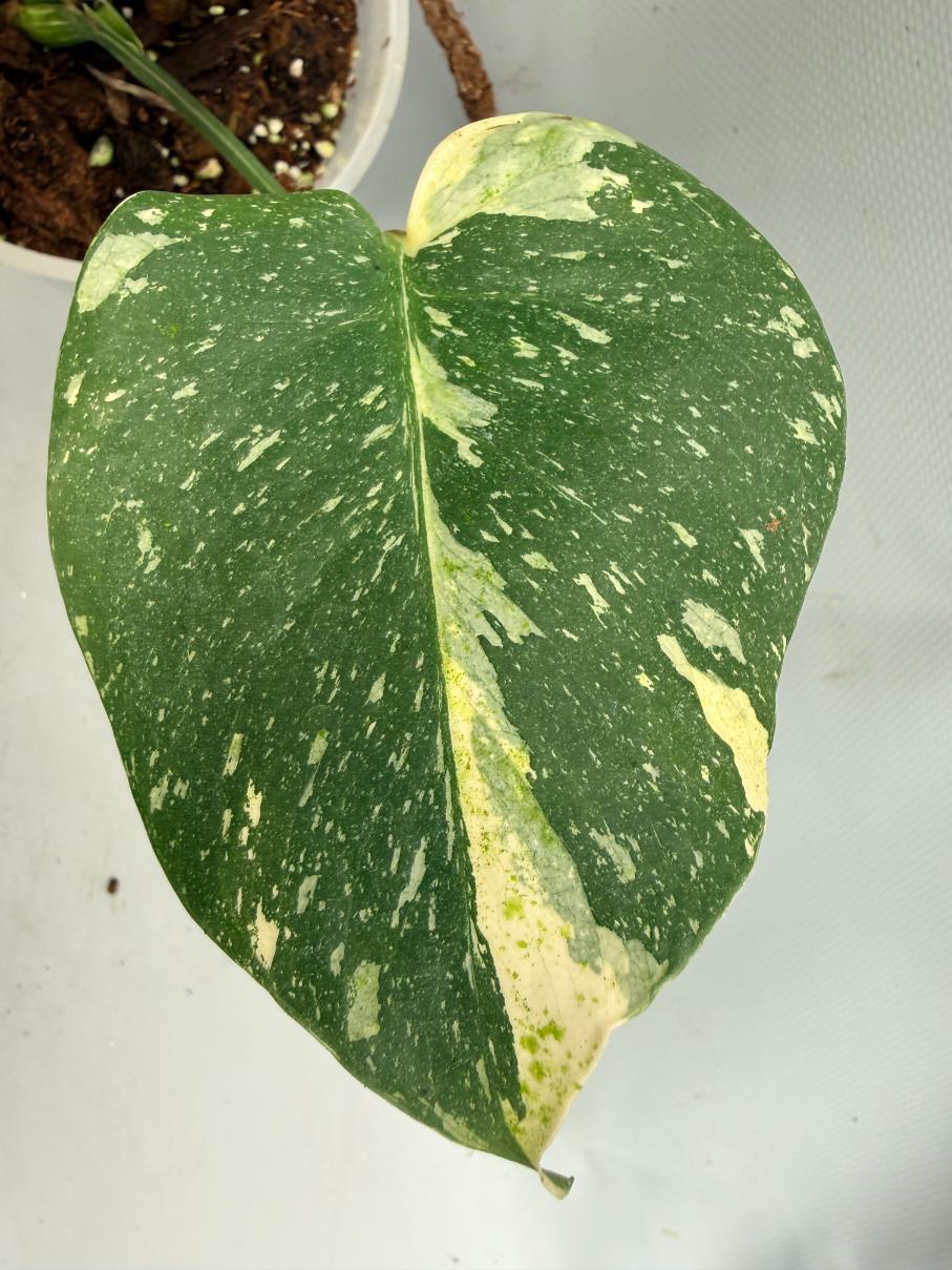 Monstera Thai Constellation XL 07