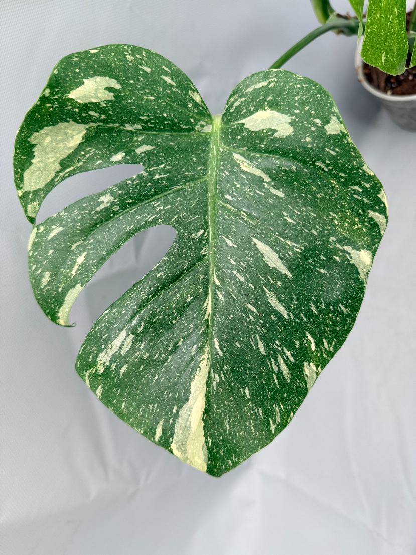 Monstera Thai Constellation XL 08