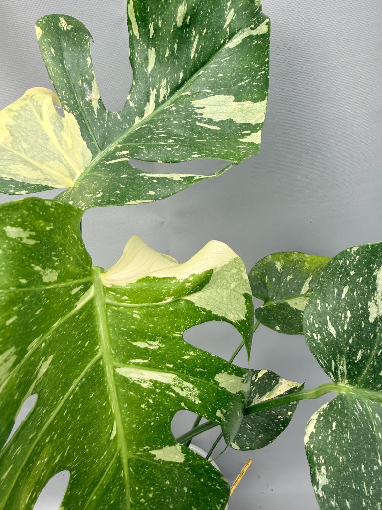 Monstera Thai Constellation XL 10