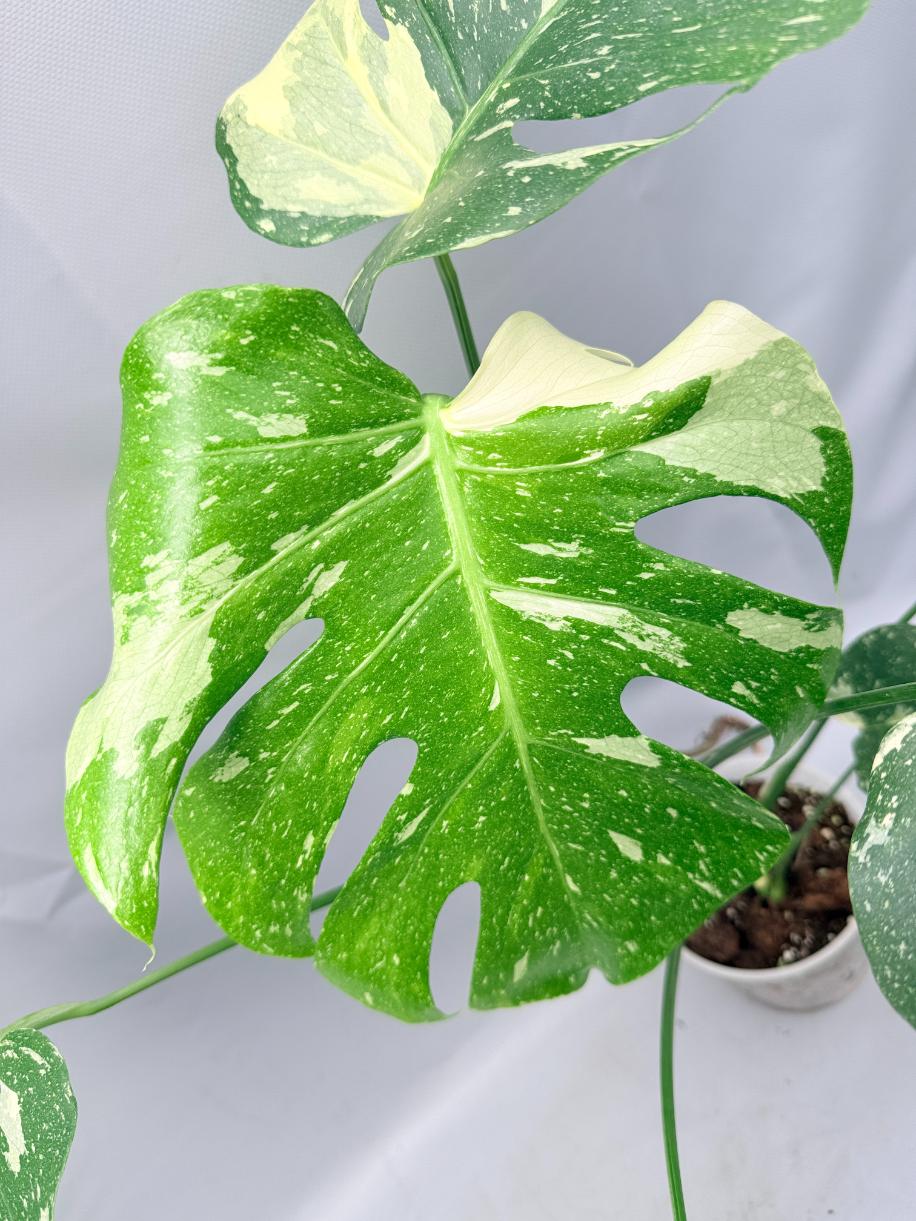 Monstera Thai Constellation XL 05