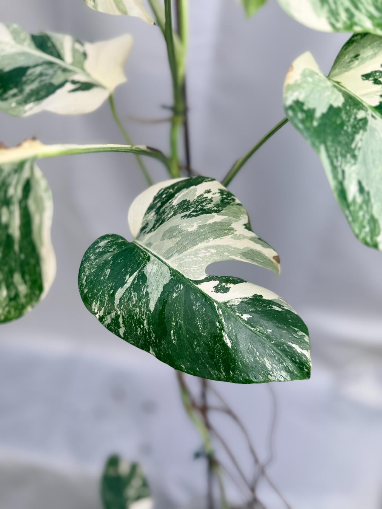 Monstera Albo Variegata 