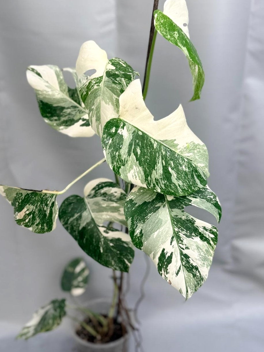 Monstera Albo Variegata con striature stupende 1
