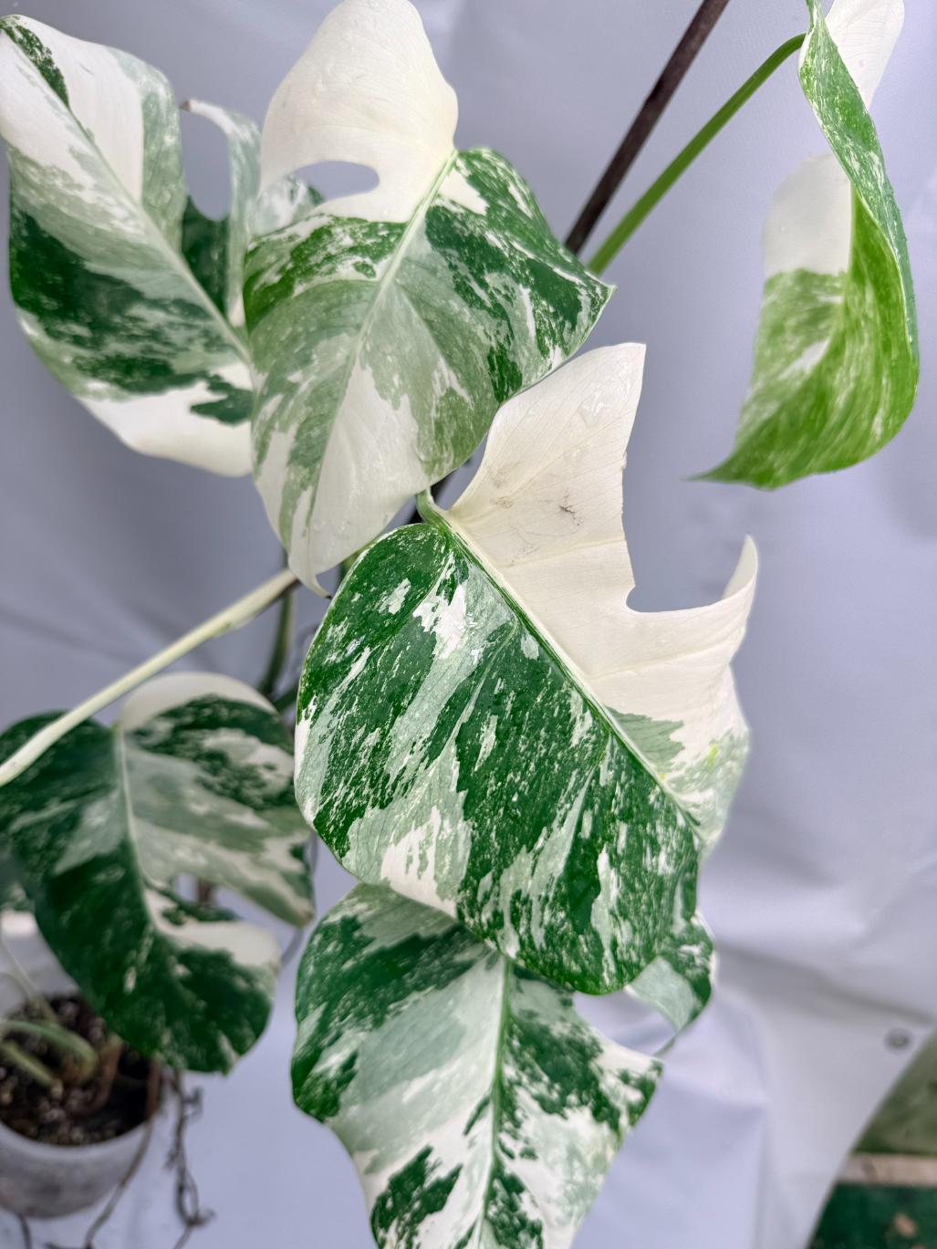 Monstera Albo Variegata con striature stupende 4
