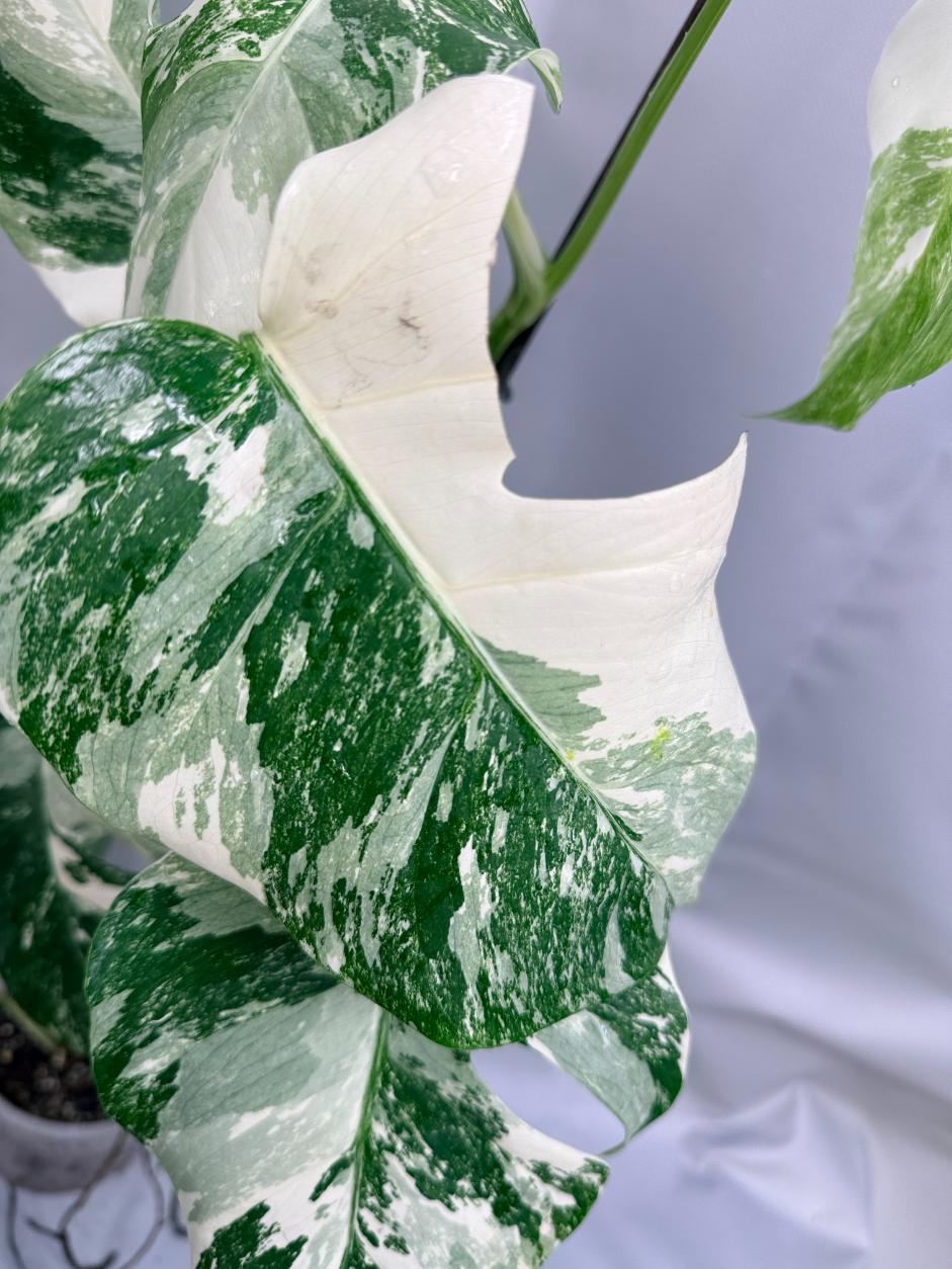 Monstera Albo Variegata con striature stupende 5
